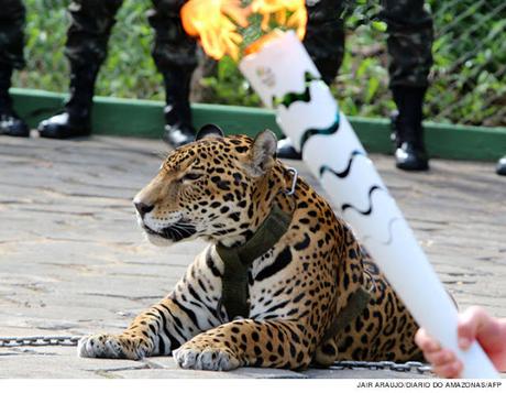 Olympic torch relay ~ juma, the Amazon jaguar gets killed !