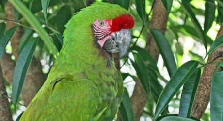 Project Protects Military Macaw Nests from Poachers