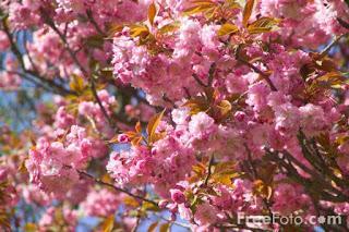 Image: Pink blossom, Saltwell Park, Gateshead (c) FreeFoto.com. Photographer: Ian Britton