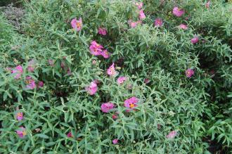 Cistus x purpureus (22/05/2016, Kew Gardens, London)