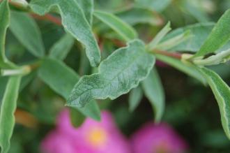 Cistus x purpureus Leaf (22/05/2016, Kew Gardens, London)