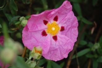 Cistus x purpureus Flower (22/05/2016, Kew Gardens, London)