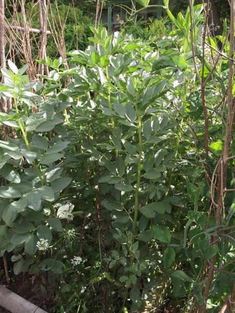fast growing broad beans