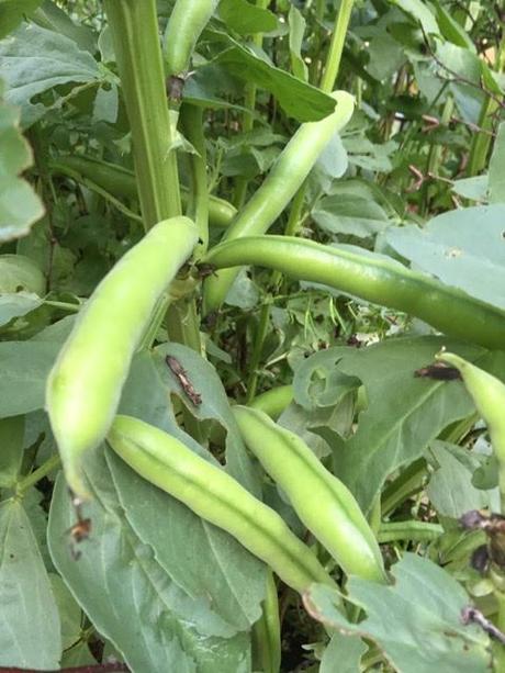broad beans almost ready