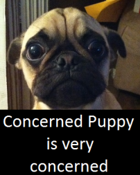 Concerned puppy is very concerned