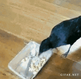 crow feeds dog