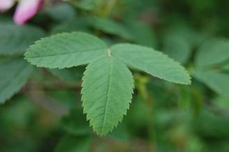 Rosa sericea Leaf (22/05/2016, Kew Gardens, London)