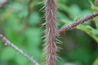 Rosa sericea Stem (22/05/2016, Kew Gardens, London)