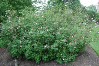 Rosa sericea (22/05/2016, Kew Gardens, London)