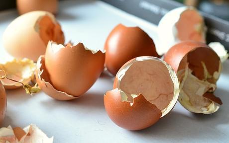 egg-shells-hatched-chicks-open