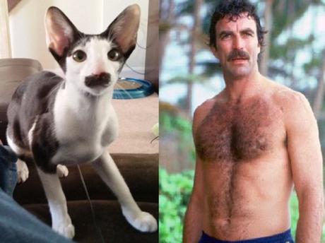 Magnum P.I. Cat