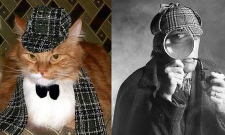 Sherlock Holmes Cat