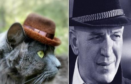 Kojak Cat