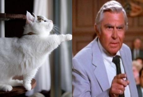 Matlock Cat