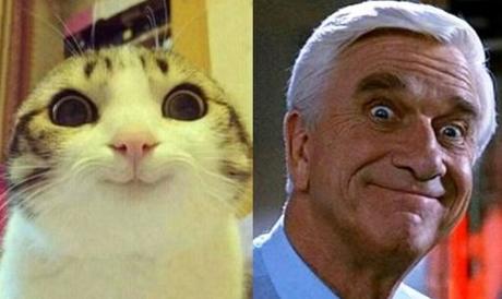 Frank Drebin Cat