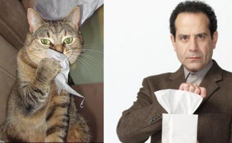 Adrian Monk Cat