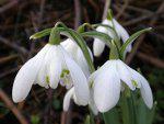 Snowdrops