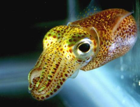 Squid Skin, the All-Natural Eco-Friendly Anti-Aging Supplement