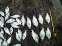 Dewey Lake Crappie Fishing Report ( 2/24/12 )