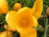 Plant Week: Crocus Flavus