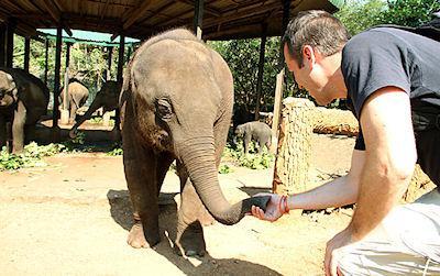 The Pinnawela Elephant Orphanage