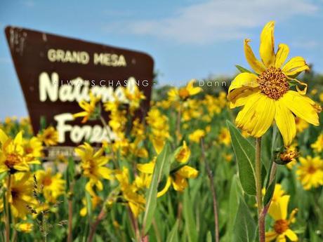 2011 - July 7th - Piñon Mesa, Grand Mesa National Forest (Fruita Division)