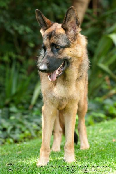 Quest, the German Shepherd Dog