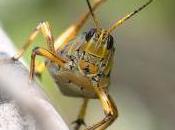 Featured Animal: Grasshopper