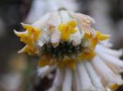 Plant Week: Edgeworthia Chrysantha