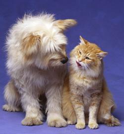 Dog and cat health insurance could be offered as an employee benefit: image via petuniversity.com