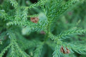 Cryptomeria japonica leaf with female cones in background (18/02/2012, Kew, London)