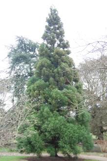 Cryptomeria japonica (18/02/2012, Kew, London)