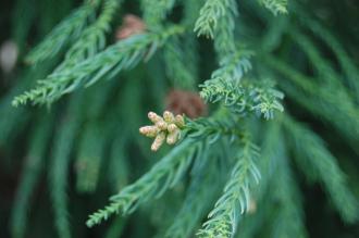 Cryptomeria japonica immature male cones (18/02/2012, Kew, London)