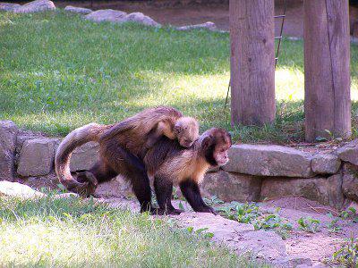 Golden-Bellied Capuchin