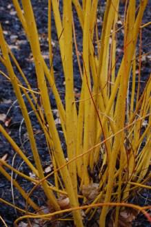 Salix alba 'Vitellina' (18/02/2012, Kew, London)