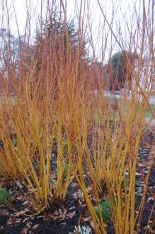 Salix alba 'Vitellina' (18/02/2012, Kew, London)