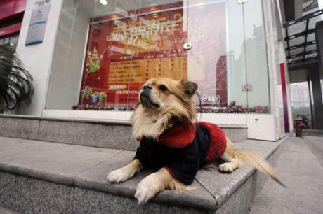 “Sit, Stay”... China's Most Loyal Dog Waits While His Owner Works