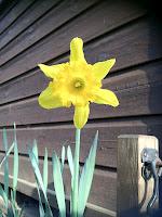 St David's Day Daffodil & Egg shells