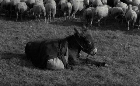 Bresson-athon #7: Au Hasard Balthazar (1966) [10/10]