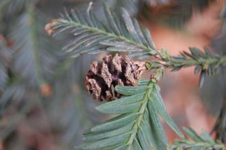 Sequoia sempervirens cone (18/02/2012, Kew, London)