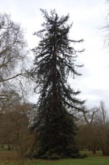 Sequoia sempervirens (18/02/2012, Kew, London)