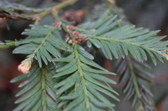Sequoia sempervirens leaf (18/02/2012, Kew, London)