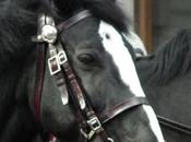 Horsegate: Cameron Admits Rode Rebekah Brooks’ Ex-police Horse, Raisa