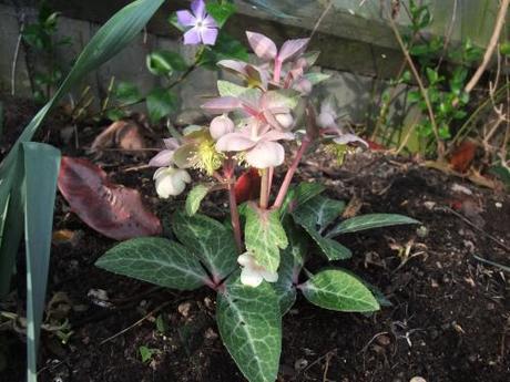 One of my new hellebores