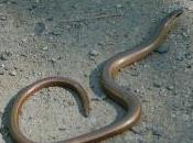 Featured Animal: Slow Worm