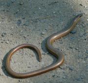 Slow Worm