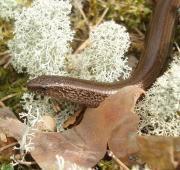 Slow Worm