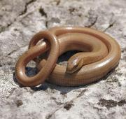 Slow Worm