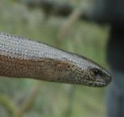 Slow Worm