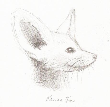 Fennec Fox illustration